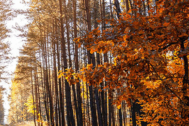 开云体育-澳大利亚网球队惊天逆转法国队，兹维列夫意外助攻引爆全场