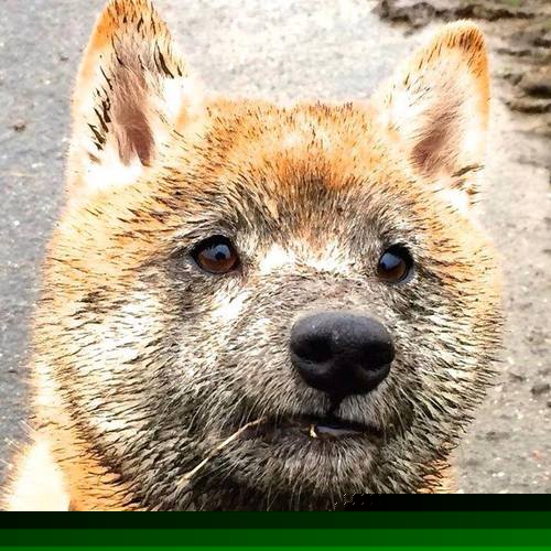 唯一的双面神迹,皮克化身利剑,哥斯达黎加卷走葡萄牙